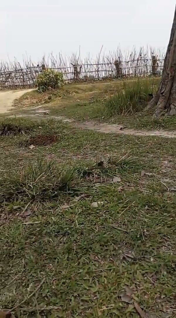 YangZi 69: Jangal Me Chut Ka Maggal