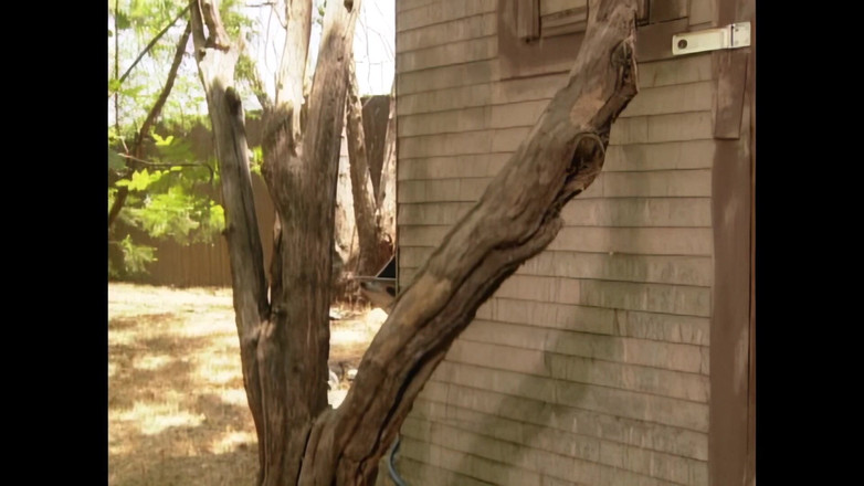 Bewitched!: Gen Padova büyük ve güçlü bir horoz tarafından sert bir şekilde...