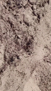 Meando, desnudezándose y corriéndose para voyeurs en la playa nudista - Rockard Daddy