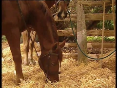 The Contract of Shame