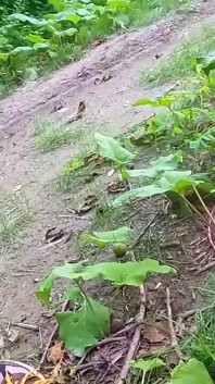 Zrobiłem specjalne połączenie wideo bardzo tajne rzeczy w lesie