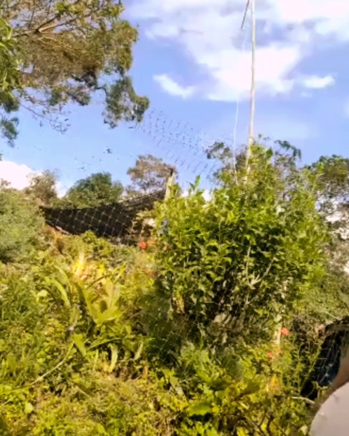 Evehamphy: 11 नवंबर को लाइव शो