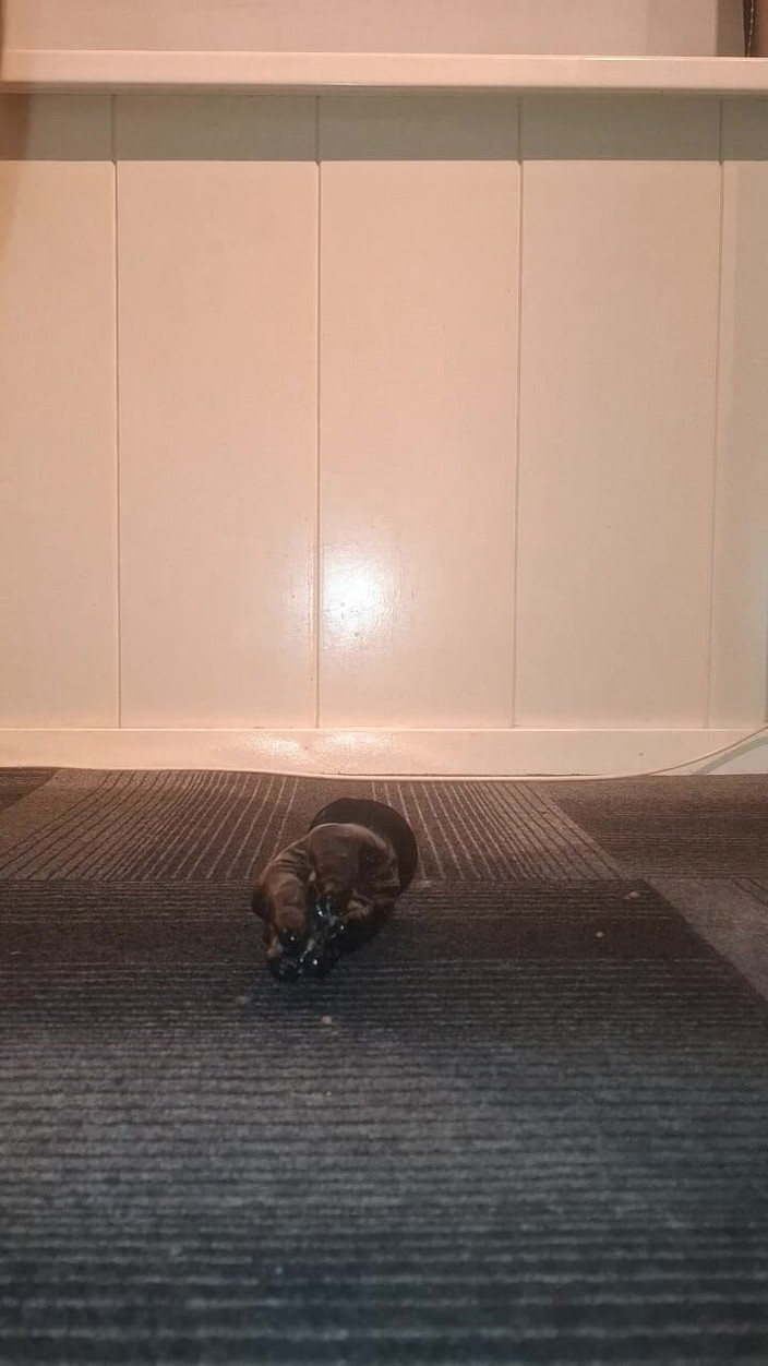 NoFace Twink X: Sexy Gay Twink miluje jízdu na své obrovské fistingové hračce