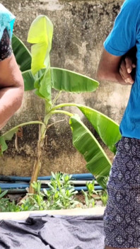 Ibu tiriku lagi kerja di taman dan aku sama dia
