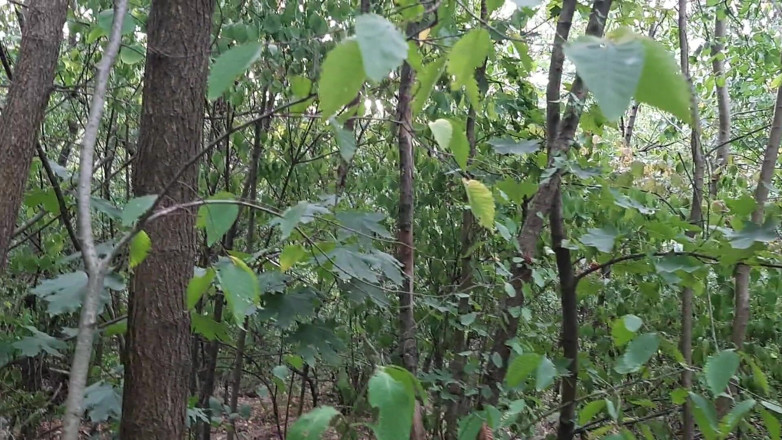 Lesbian-candys: Lesbian berisiko melancap di dalam hutan