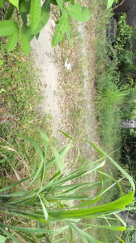 Colombian Peasant Woman Masturbates Outside Her House for the Neighbors to Watch Her