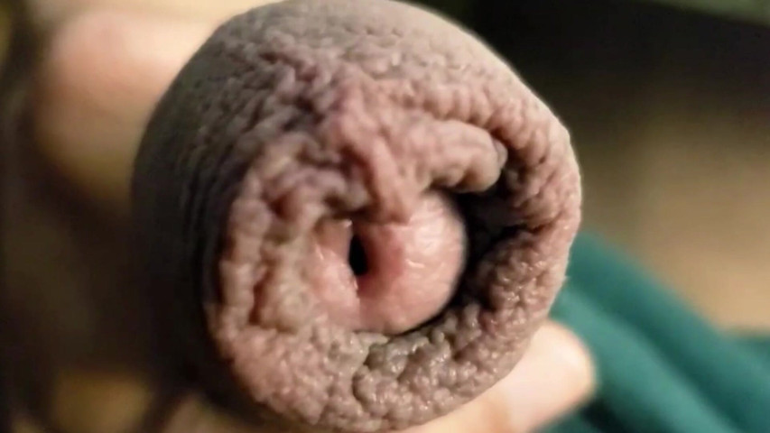 Hypn0 Alpha Cash Cock Foreskin! (Beto alpha drainer) Hypn0 Alpha Cash Cock Foreskin! (Beto alpha drainer)