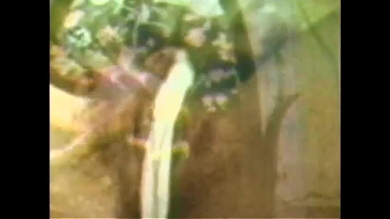 The Unforgettable: Vanessa Ve Onun Sıcak Yarrağı