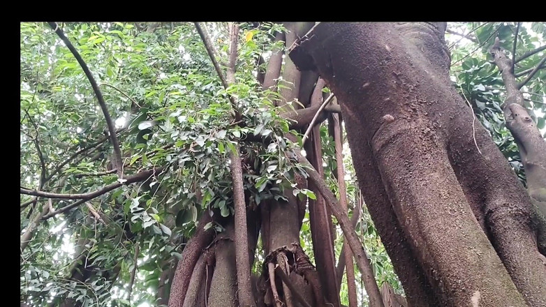 Tiffany Montavani: Permainan Mario di taman berakhir dengan seks