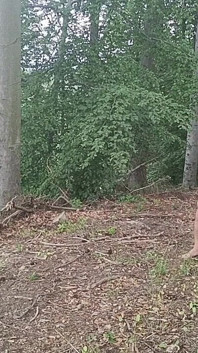 Wystawa leśna: Ptak ścigany w bukowym lesie