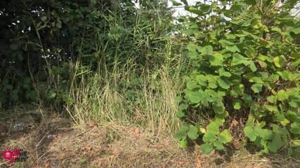 Miley Weasel: Ne oluyor!! Ana yolun ortasında buluşuyoruz!!