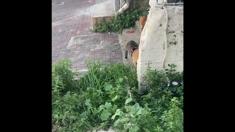 Alex Igogo: Alex Art