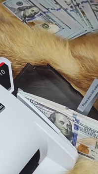 Findom: cash goddess zählt geld und lässt dich ihr dekolleté und füße verehren
