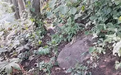 A Girl Talking Dirty Words for Fucking with Her Stranger in Jungle, a Desi Aunty Dirty Talking About Sex in Jungle with Her Love
