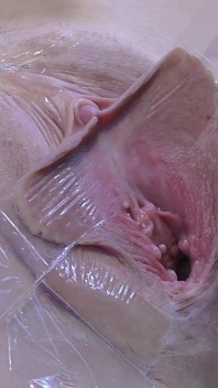 3 Licking Pussy Spread Far From Very Close