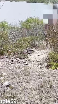 Esposa se folla a un chico en forma aleatoria en la playa nudista mientras su esposo está grabando, puta esposa follada en la playa nudista por extraño