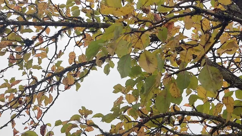 sweethanajapanese: Si cewek super hot ini lagi kencing sampai dia mengencinginya