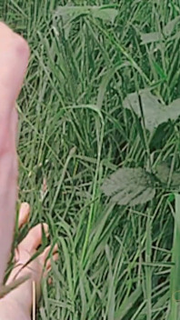 Worship the Goddess of the Harvest