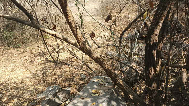 Suthavillagexxx: Tamil Boy Masturbating in the Forest