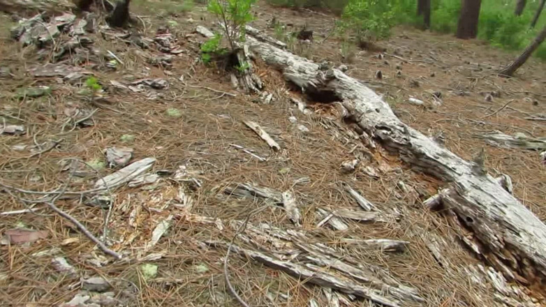 Littleschorschi: Naked Boner Walk in Public Forest Part 5