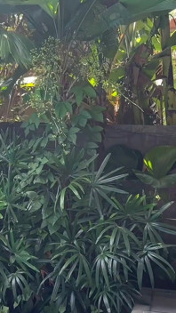 Kamu suka sama gaun penari perutku yang eksotis nggak? Aku lagi asik joget, nyepong dan ngentot kontolku - close up - pov