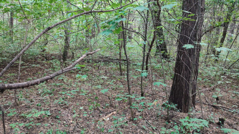Super Jopka: Schönes küken im wald erwischt