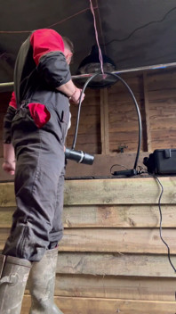Agricultor fuma e se ordenha com a máquina de ordenha