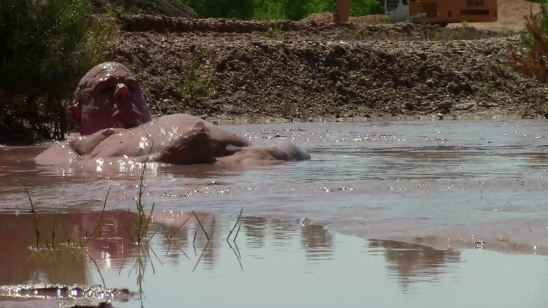 Muddy chubby: Bahenní koupel v pískovišti, kde je hluboké, krémové, hnědé bláto.
