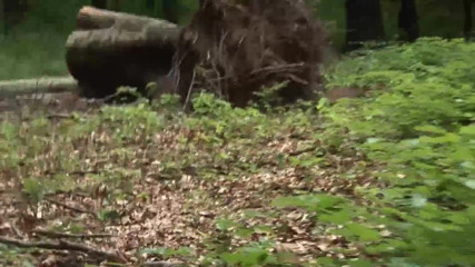 German amateur - 100% German hardcore videos: Si jalang berambut coklat berkongkek di dalam hutan