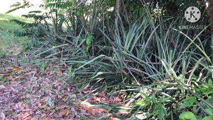 Lexly_16: Estranho me fode por dinheiro ao ar livre