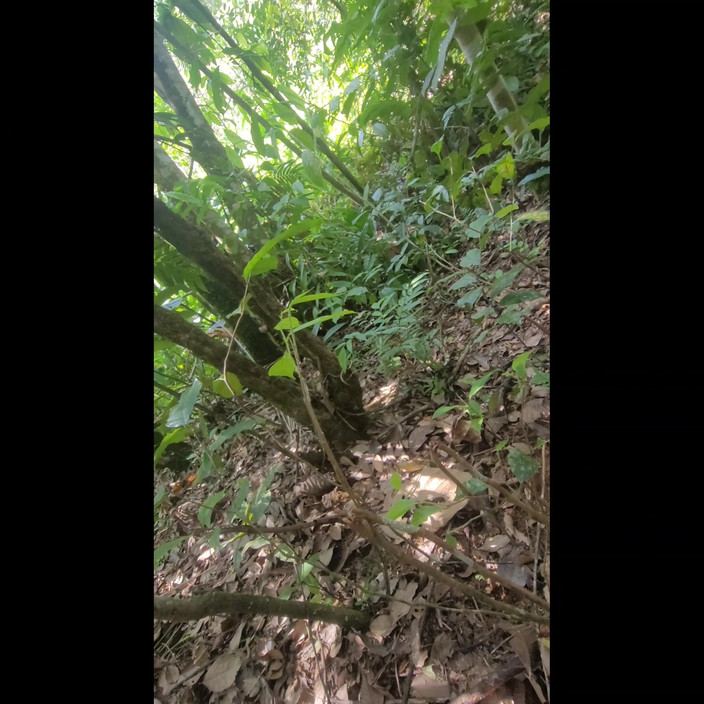 Peluche19 cm: Indian Teen Fucking Twink Femboy Outdoors