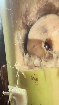 En iyi plantain ağacı sikişiyor dölleme amatör