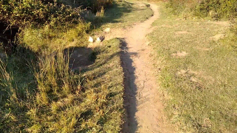 Elvissc: Route naar het strand, masturbeer dan de grote pik in...