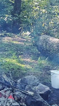 Robusta tem skunky e pored tudo sobre si mesma