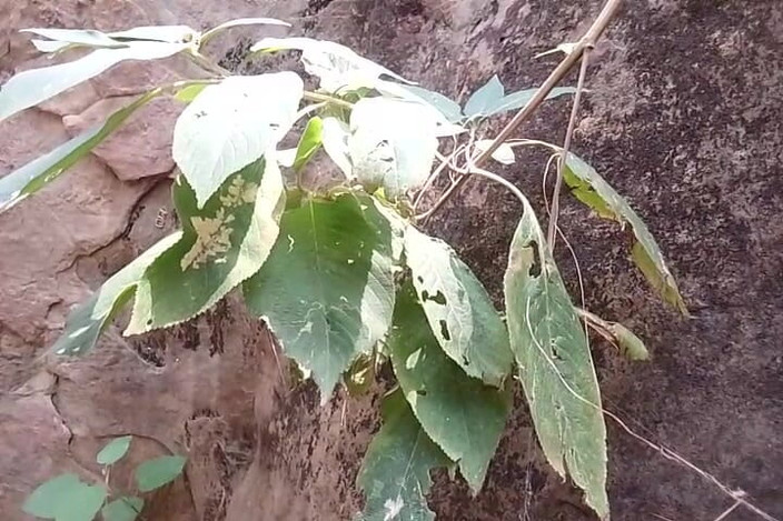 Gangbang straight: Tribut cu pișare în junglă