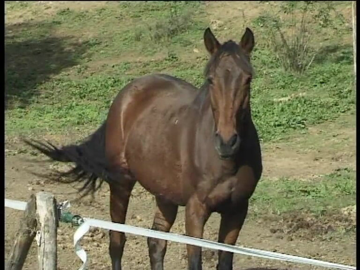 Big Cock X: 카발리에리 델 Sesso_scene_03