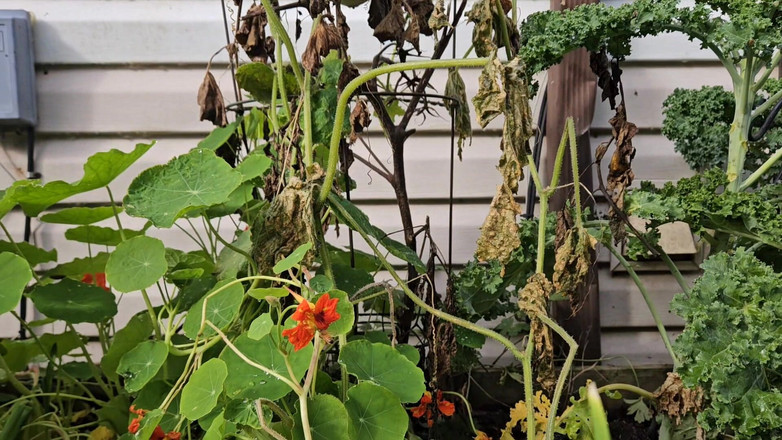 Nerdy_faery: Tưới nước trong vườn