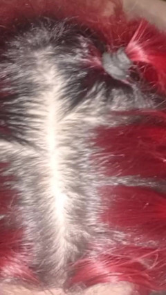 Ladyboy69: Mamada en primer plano de una hermosa mujer trans de 20...