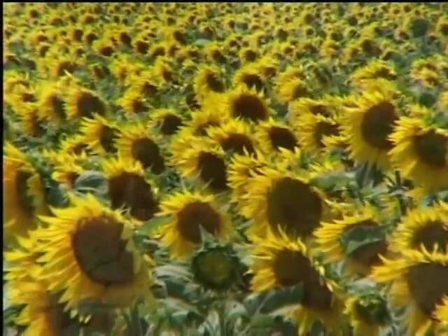 My girlfriend: Gorgeous Blondes Plays in a Cornfield