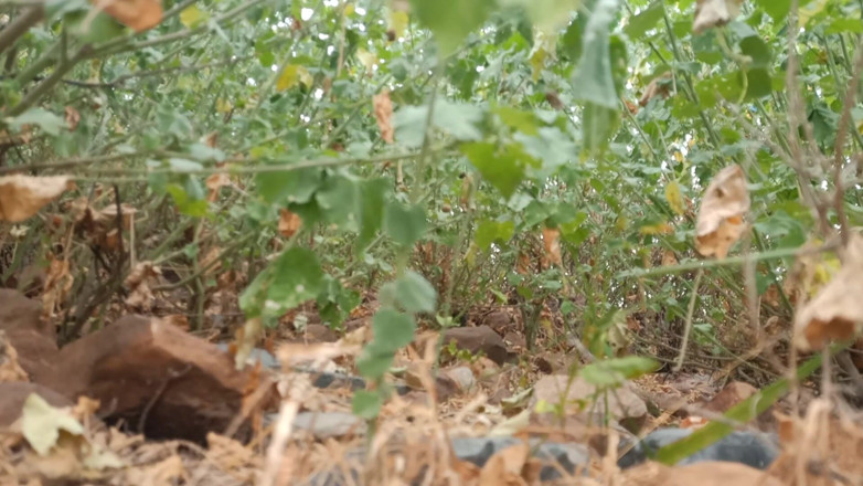 Boom 12: Desi zia jungle sesso selvaggio