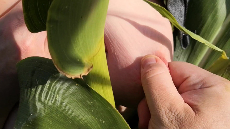 Bouncy Tits Action: Slap an squeeze my tits in corn field