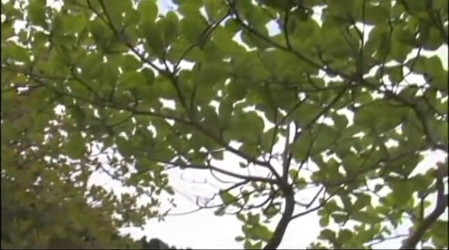 Coyote Raunch: ファビアン・トンプソンとアガサ・クリスティンはブラジルの島々出身です