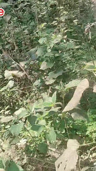 Desi Bangali Boy w Lesie Fuk Tree