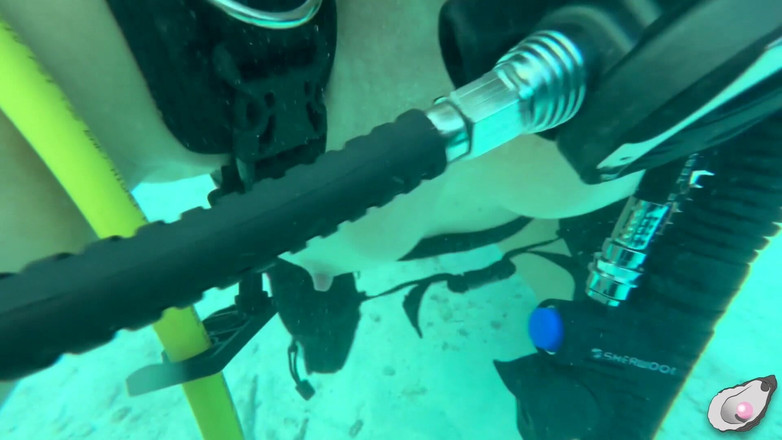 Mistress Pink Pearl: Supergirl trifft den geilsten Octopus in Bonaire