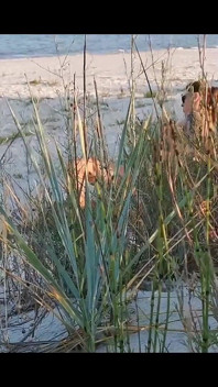Couple Caught on Camera Having Sex on the Beach