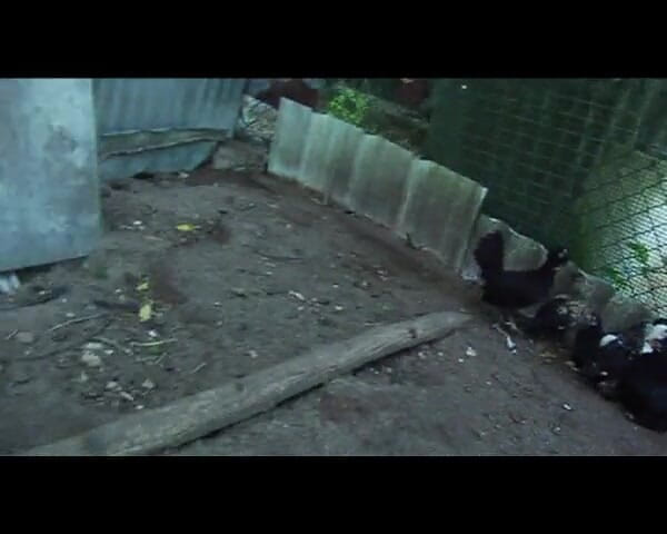 Java Consulting: O fată perversă este închisă în aer liber în noroi