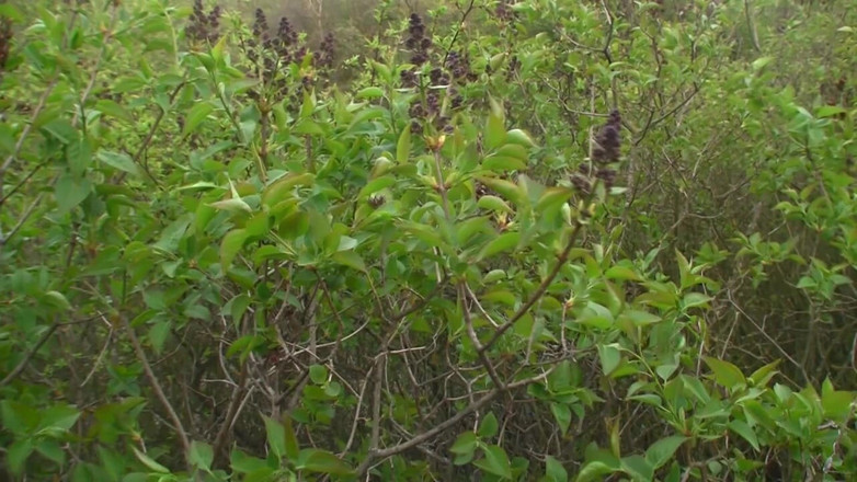 Facial flavor: 최대 스프레이 모음