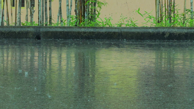 WildLonelyFlower: Bare Legs in the Rain