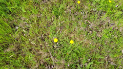 Bayer911: 파이 바이 더 오크