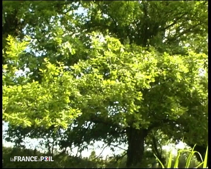 French Family Secrets: 내 자지를 빨고 따먹어